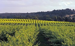 Hollick Wines